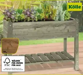 Pflanzen Kölle Kölle Pflanzkorb Paula Angebot