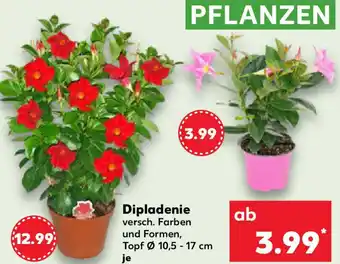 Kaufland Dipladenie Angebot
