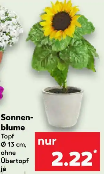 Kaufland Sonnenblume Angebot