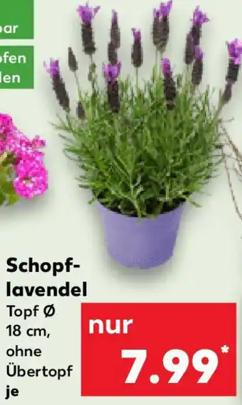 Kaufland Schopflavendel Angebot