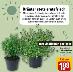 REWE Freilandkräuter Angebot