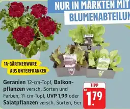 Edeka Geranien 12-cm-Topf, Balkon- pflanzen oder Salatpflanzen Angebot