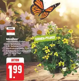 Edeka Balkonpflanze Angebot