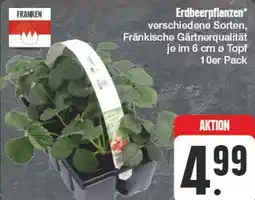 Edeka Erdbeerpflanzen Angebot