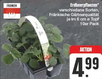 Edeka Erdbeerpflanzen Angebot