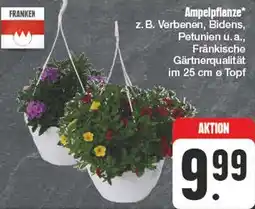 Edeka Ampelpflanze Angebot