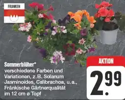 Edeka Sommerblüher Angebot