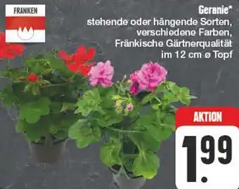 Edeka Geranie Angebot
