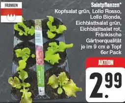 Edeka Salatpflanzen Angebot