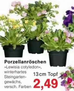 Jawoll Porzellanröschen Angebot