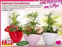 Norma Bepflanzte Keramikschale Angebot