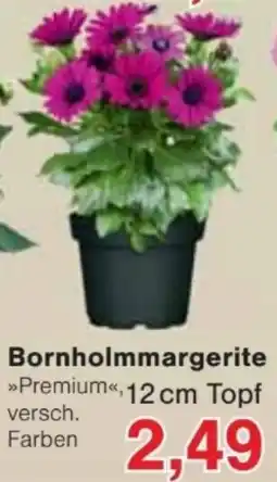Jawoll Bornholmmargerite Angebot