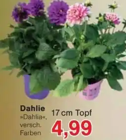 Jawoll Dahlie Angebot