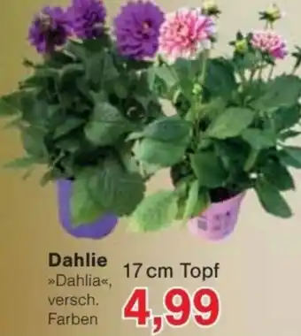 Jawoll Dahlie Angebot