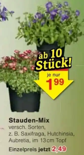 Jawoll Stauden-Mix Angebot