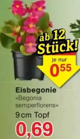Jawoll Eisbegonie Angebot