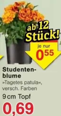 Jawoll Studentenblume Angebot