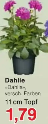 Jawoll Dahlie Angebot