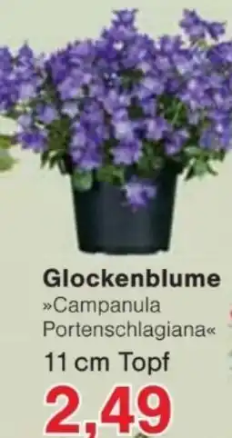 Jawoll Glockenblume Angebot