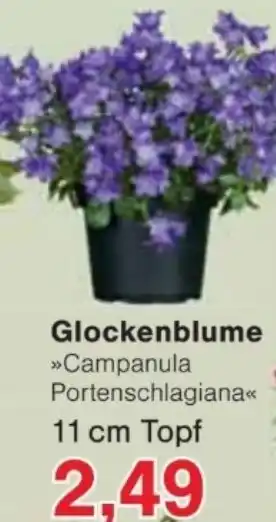 Jawoll Glockenblume Angebot