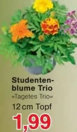 Jawoll Studentenblume Trio Angebot