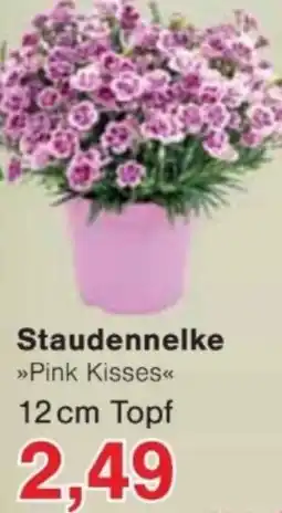 Jawoll Staudennelke Angebot