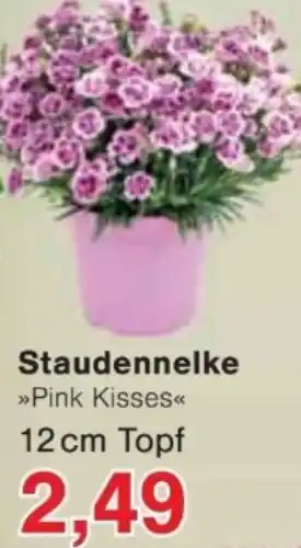 Jawoll Staudennelke Angebot