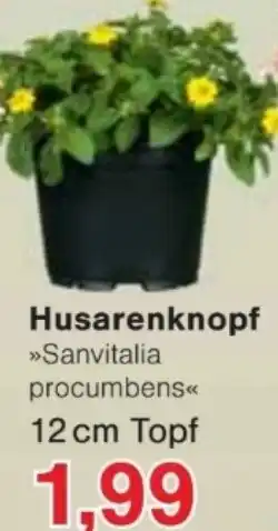 Jawoll Husarenknopf Angebot