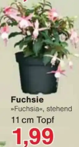 Jawoll Fuchsie Angebot