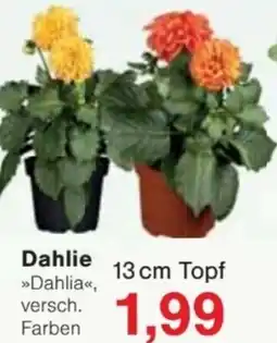 Jawoll Dahlie Angebot