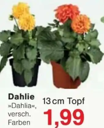 Jawoll Dahlie Angebot