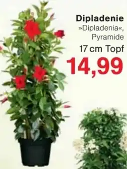 Jawoll Dipladenie Angebot