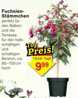 Jawoll Fuchsien Stämmchen Angebot