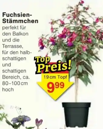 Jawoll Fuchsien Stämmchen Angebot