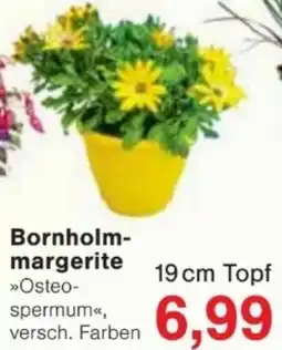 Jawoll Bornholmmargerite Angebot