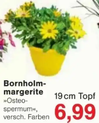 Jawoll Bornholmmargerite Angebot
