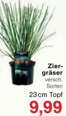 Jawoll Ziergräser Angebot