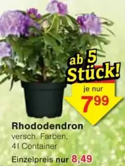 Jawoll Rhododendron Angebot