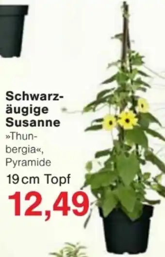 Jawoll Schwarzäugige Susanne Angebot