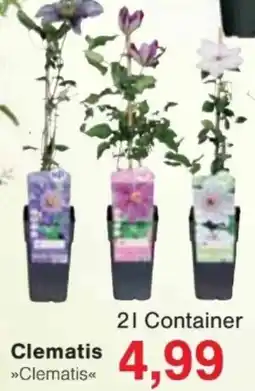 Jawoll Clematis Angebot