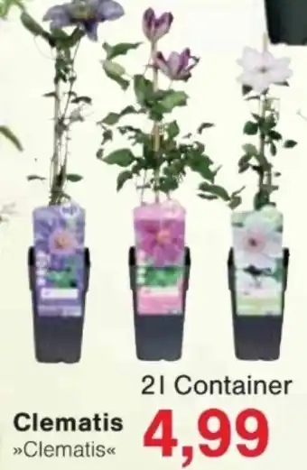 Jawoll Clematis Angebot