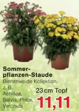 Jawoll Sommerpflanzen-Staude Angebot