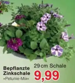 Jawoll Bepflanzte Zinkschale Angebot