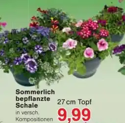 Jawoll Sommerlich bepflanzte Schale Angebot