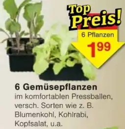 Jawoll 6 Gemüsepflanzen Angebot