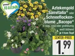 E-Center Aztekengold ,,Sanvitalia" oder Schneeflockenblume ,,Bacopa" Angebot