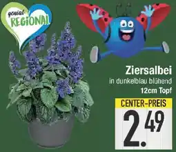 E-Center Ziersalbei Angebot