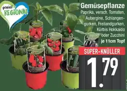 E-Center Gemüsepflanze Angebot