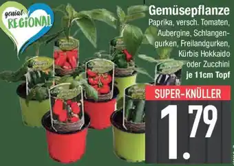 E-Center Gemüsepflanze Angebot