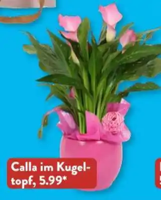 Aldi Süd Calla im Kugeltopf Angebot